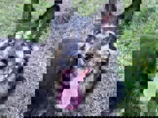 Cora 1