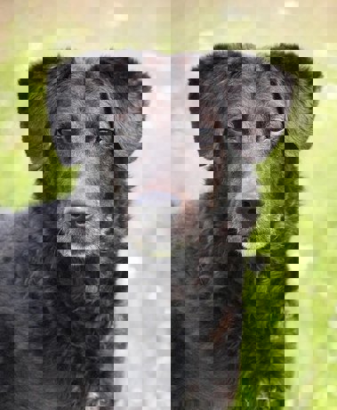 Dalmi 4