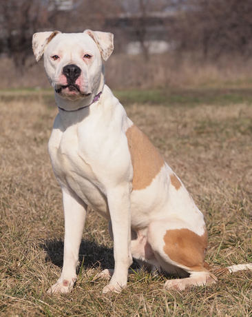 Zeus 1 (1)