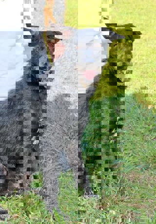 Andi 4