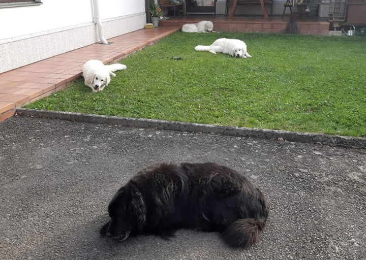 Paco Pia3