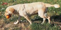 Rosie 2