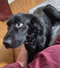 Shelly 4 (4)