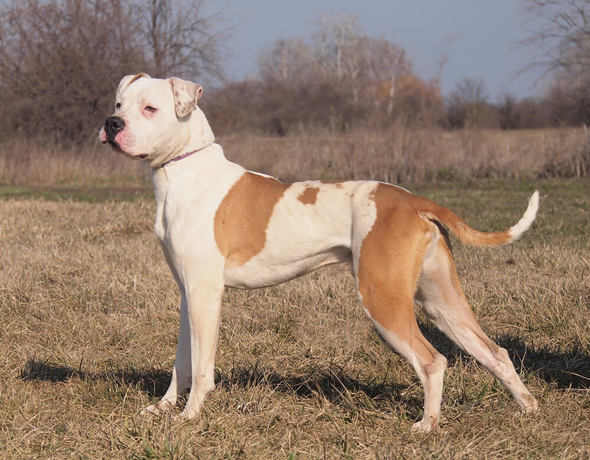 Zeus 2 (1)