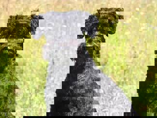 Felix 1