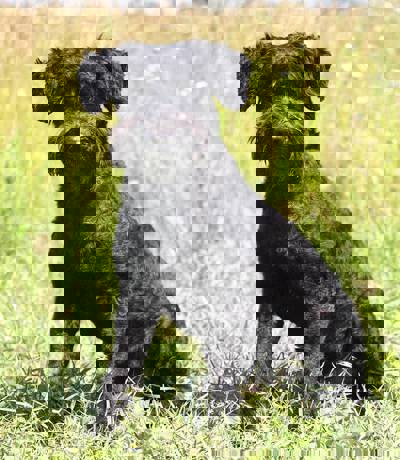 Felix 1