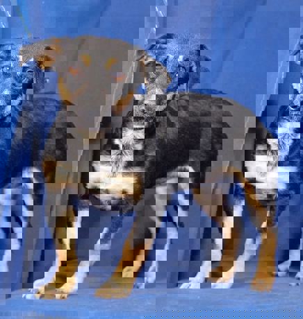 Trixie 4