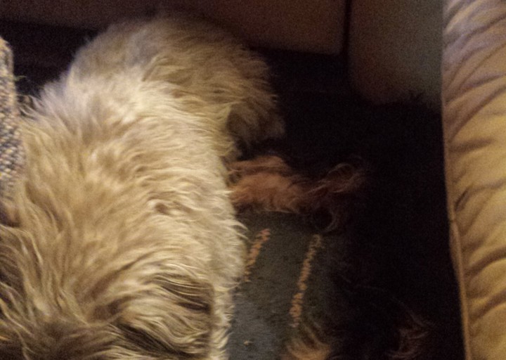 happy_14842540882017-01-09 19.05.39.jpg