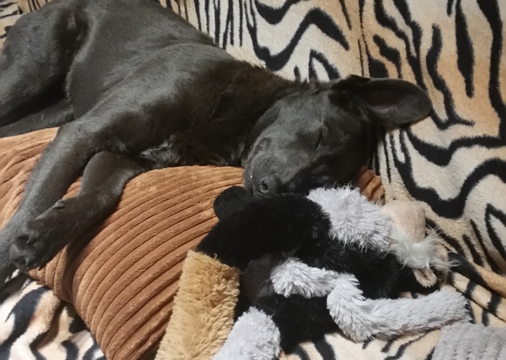 happy_1481575137Rosalie 3.JPG