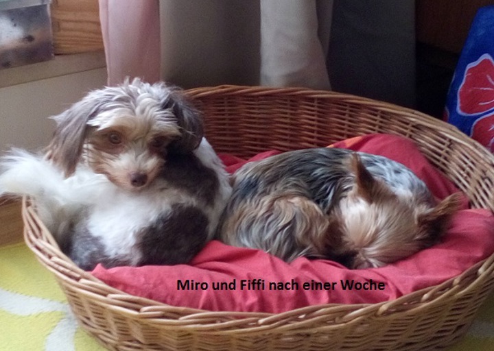 happy_1479665884Miró und Fiffi nach einer Woche.jpg