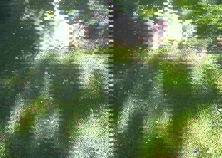 happy_1462476118denise garden.jpg