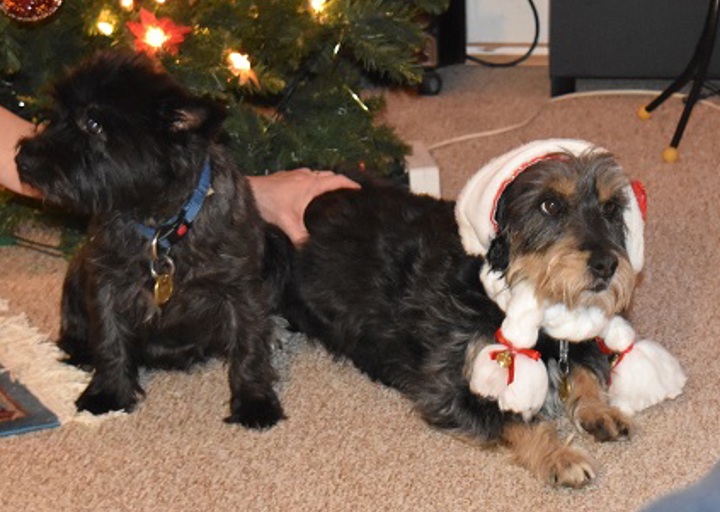 happy_1451154867Maya (2).JPG