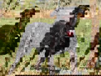 Bailey1