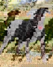 Bailey1