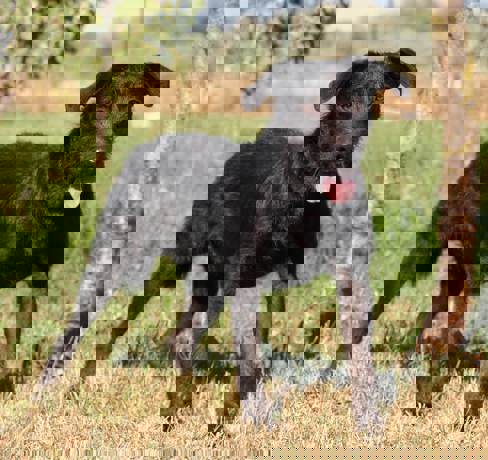 Bailey1