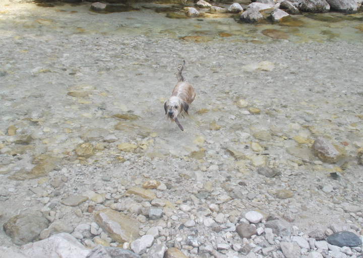 happy_1441829311Strobl 2015 (26).JPG