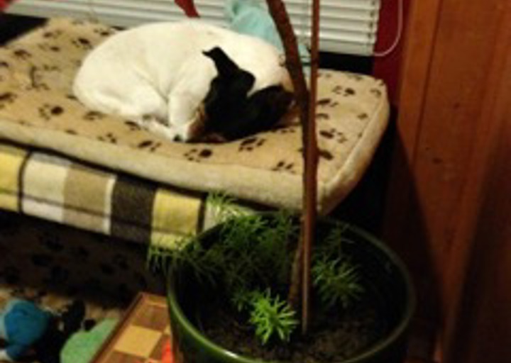 happy_1431115868und schlafen.jpeg