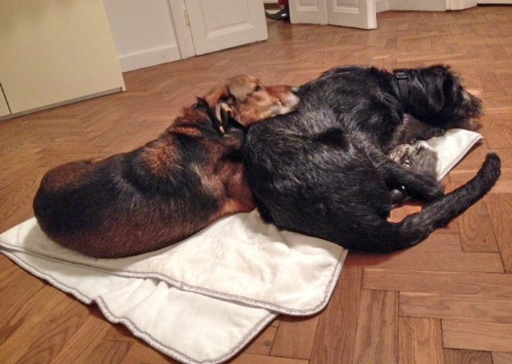 happy_1430167539Barni (2).jpg