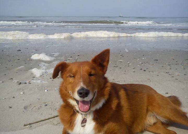 happy_1418070631K800_11 Lieblingsbild von Langeoog.JPG