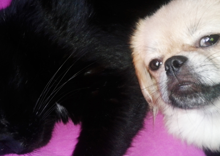 happy_1417549549Bine+ Pyth.jpg