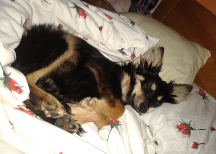 happy_1416686863Samsung Tel 050.jpg