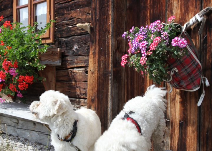 happy_1407366565Bergsommer 2014 + seekarspitze 021.JPG