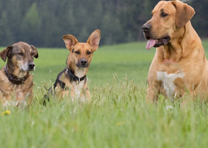 happy_1404305674die daltons.jpg