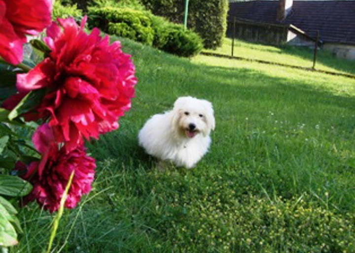 happy_1403290527LISA IM GARTEN 009.JPG