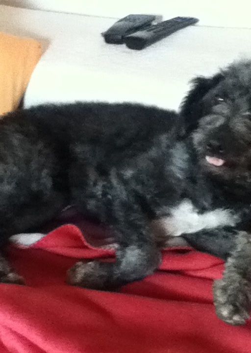 happy_1402688641Walli 1.JPG