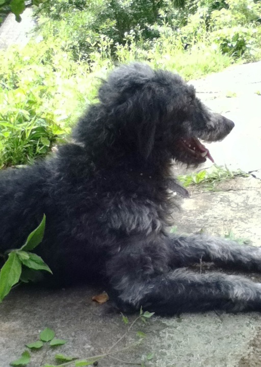 happy_1402688641Walli 5.JPG