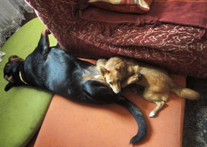 happy_1408363227Hunde,BlÃ¼men,Garten iun 2014 091.jpg