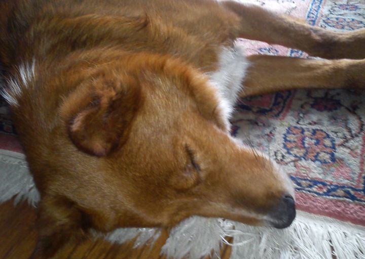 happy_1398012432voll ko vom Spaziergang.jpeg