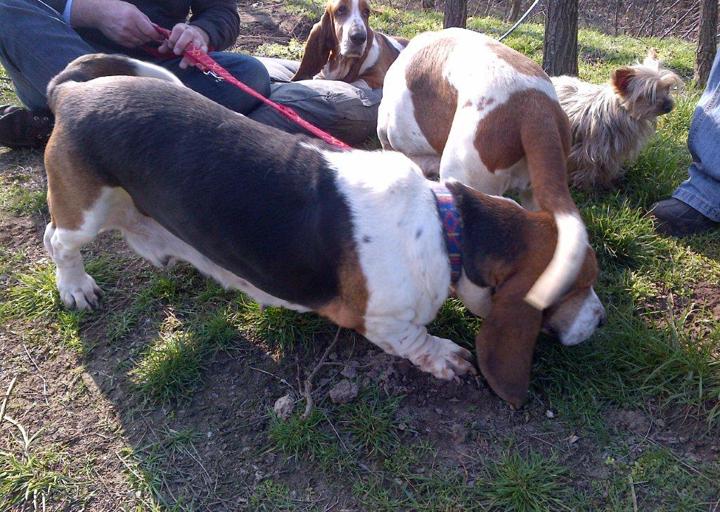 happy_1395948687erste Stunde Gewusel von Basset & Yorkie.jpg