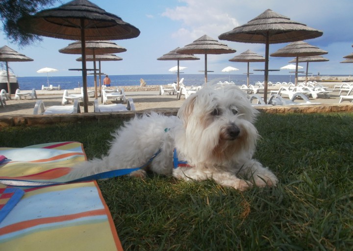 happy_1390760344Chicco in Porec.jpg