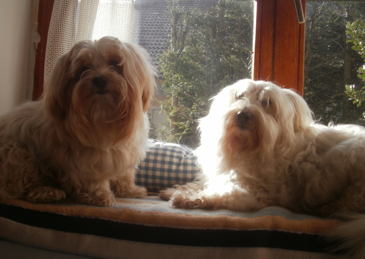 happy_1390760344Fenster schauen.JPG