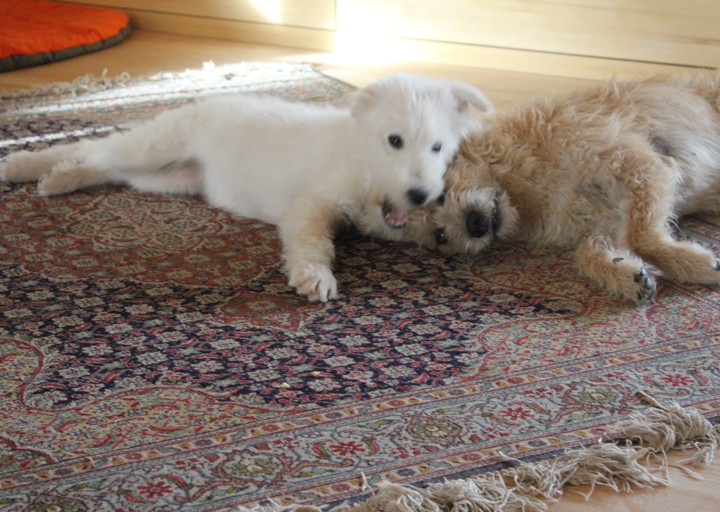 happy_1383685588Freki 047.jpg