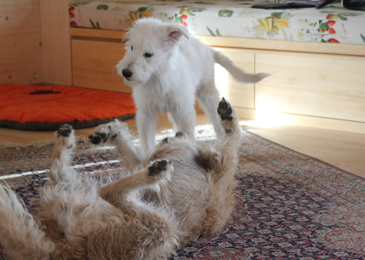 happy_1383685588Freki 055.jpg