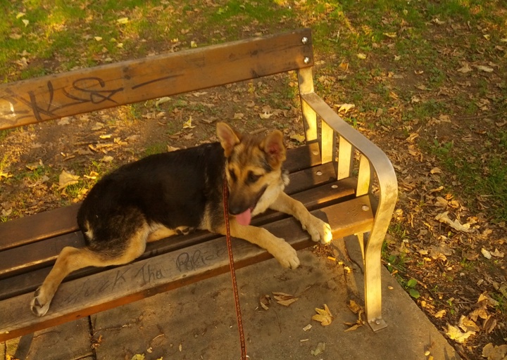 happy_1378930151Shiloh1 (14).jpg