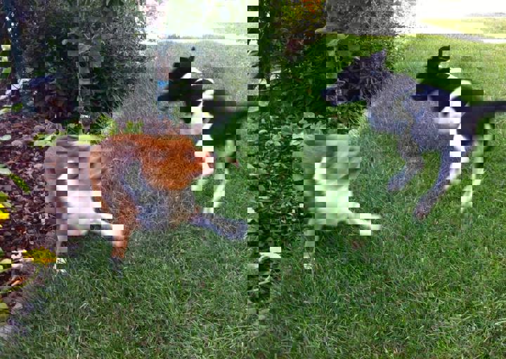 happy_1376517597Una beim Spielen mit Sui.jpg