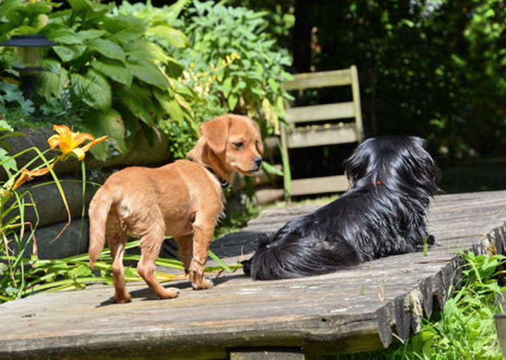 happy_1375454931Bubo (2).jpg