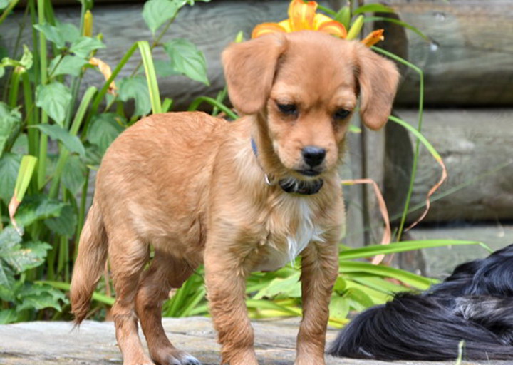 happy_1375454931Bubo (5).jpg