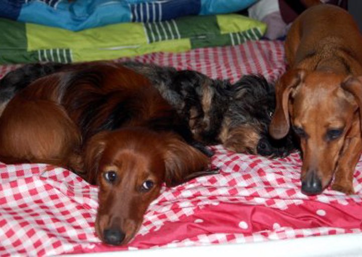 happy_1366749353Halbritterdackel 2.jpg