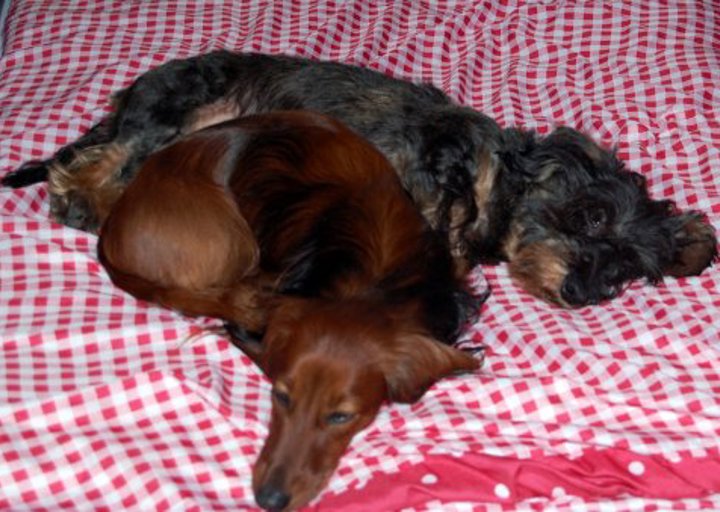 happy_1366749353Halbritterdackel 1.jpg