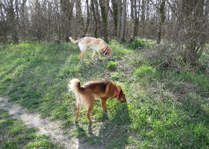 happy_1366451800Viki_Lilly_beim spazierengehen_11.04.2013.jpg