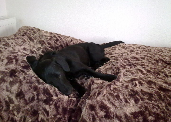 happy_1361309127Lacey 4.jpg