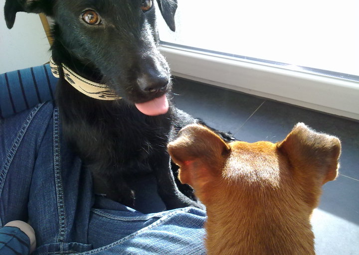 happy_1361309127Lacey 5.jpg