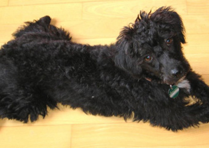 happy_1357006350Wuschel mit neuer Frisur Bild2-1.jpg