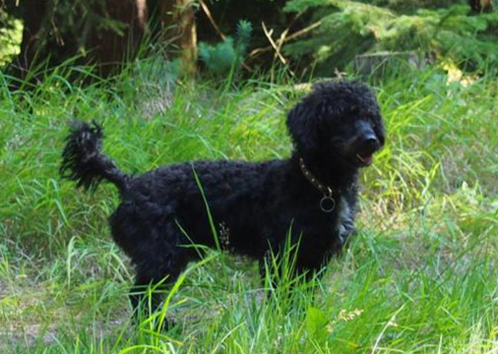 happy_1357006350Wuschel auf Entdeckungsreise Bild4-1.jpg