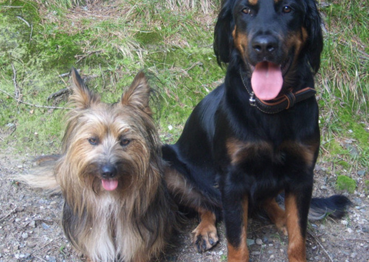 happy_1353180155Finn (vormals Prinz).JPG