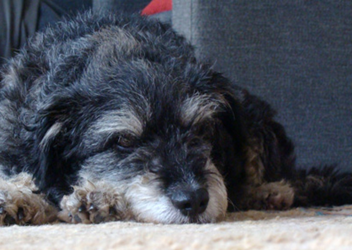 happy_1351733600Olli_1 (2).jpg